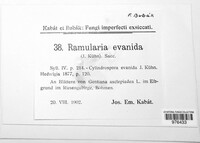 Ramularia evanida image